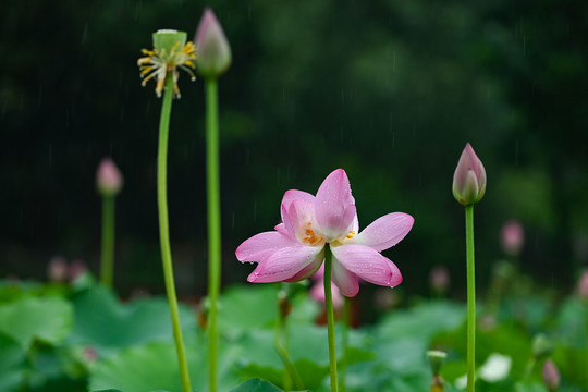 雨荷