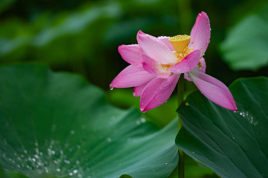 雨荷