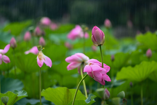 雨荷