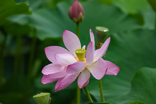 雨荷