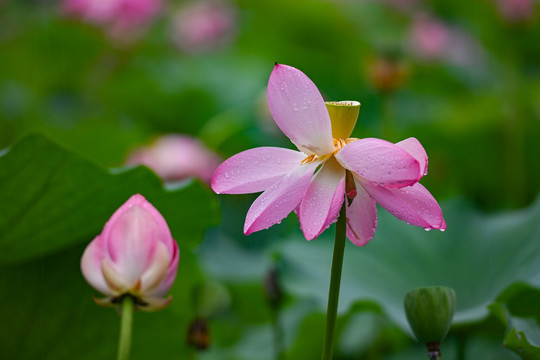 雨荷