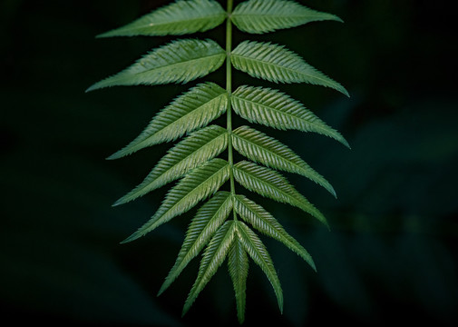 黑背景绿叶高清素材