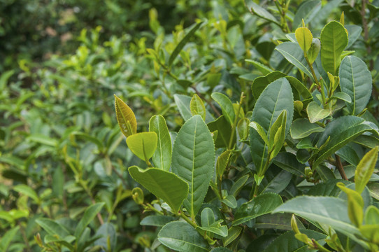 石亭绿茶素材图