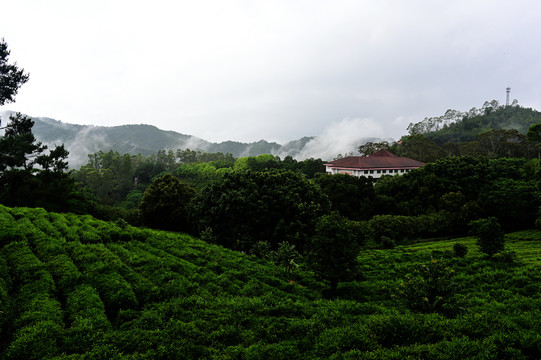 雁南飞茶园