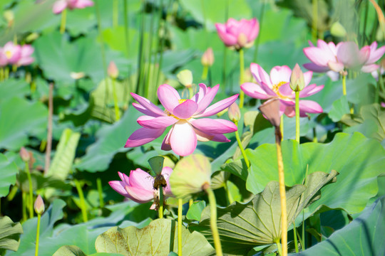 荷花素材图