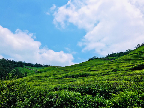 福泉山茶场