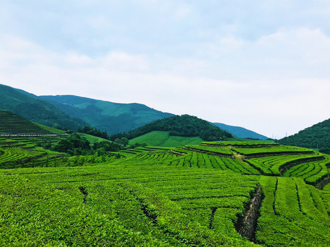 福泉山茶场