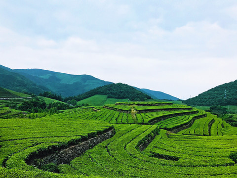 福泉山茶园风光