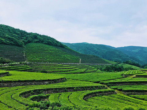 福全山茶园风光