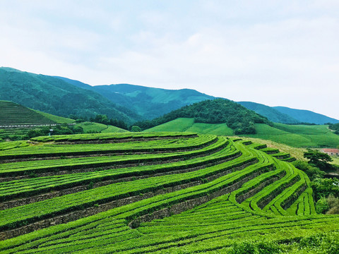 福全山茶园风光