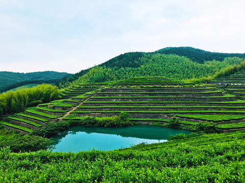 福全山茶园风光