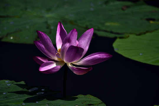 荷花特写