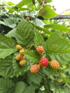 雨天树莓果