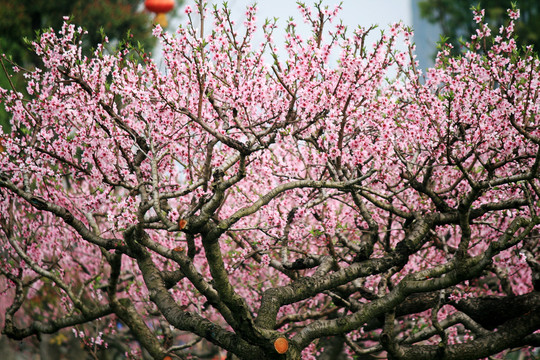 桃花林