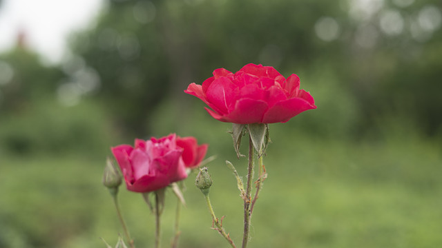 鲜花