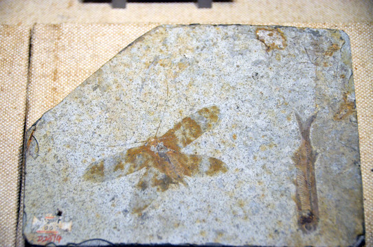 伏鸣螽化石标本