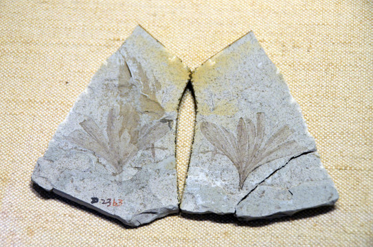 中生代银杏化石