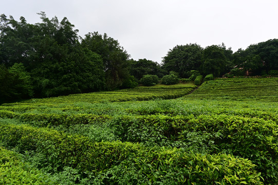 雁南飞茶园