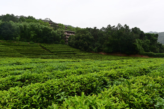 雁南飞茶园