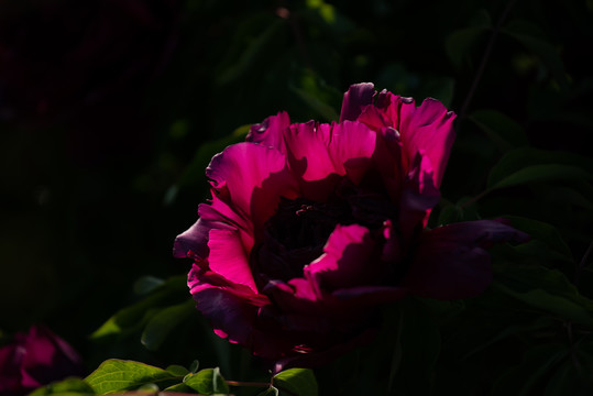 牡丹花特写照片