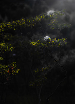 牡丹花特写照片