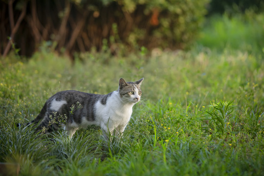 狸花猫