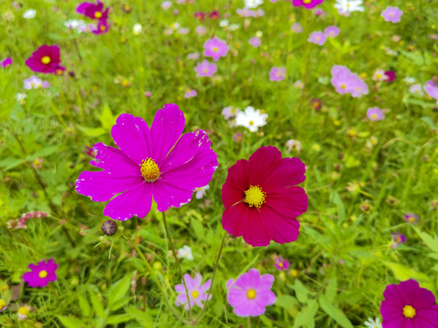 瀛洲生態園格桑花