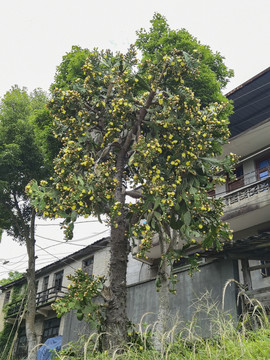 房屋前的仙人掌樹