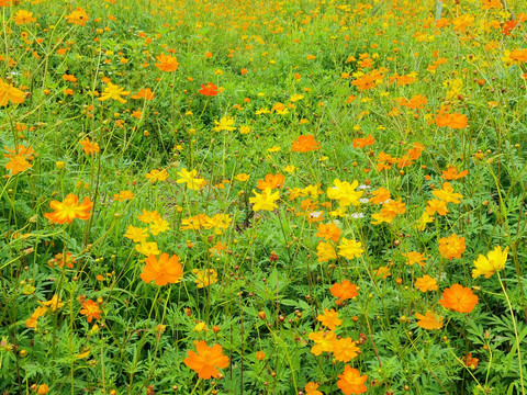 瀛洲生态园黄色小菊花