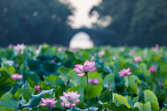 杭州曲院风荷公园荷花