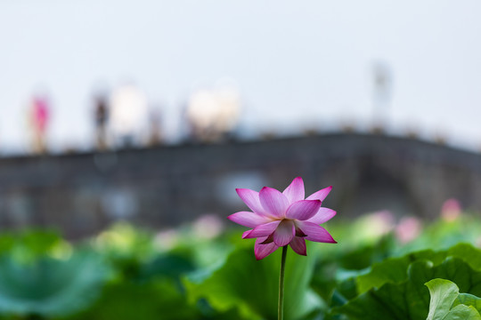 杭州北山街荷花