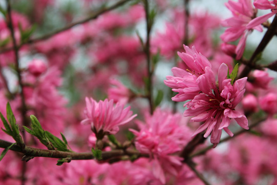 菊花桃