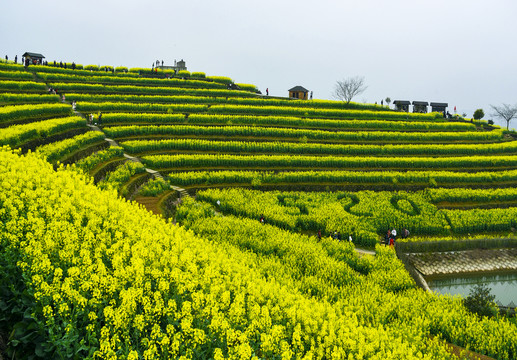 罗平油菜花