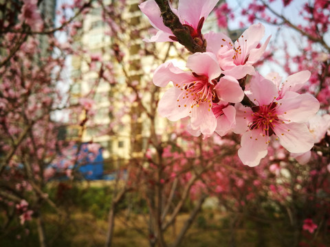 春天的桃花