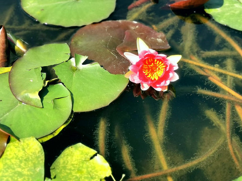 春日的睡莲