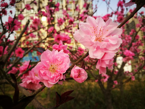 春天的桃花