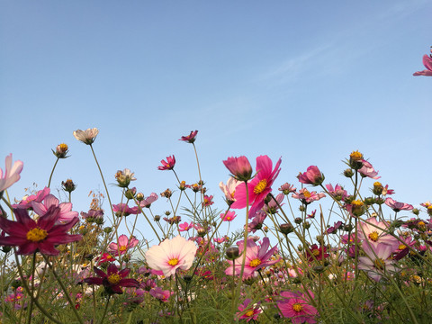 公园的格桑花