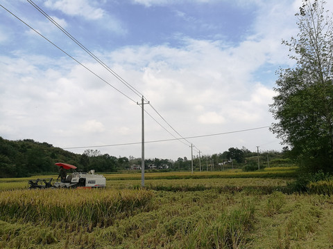 老家稻田风景