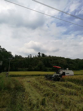 老家稻田风景