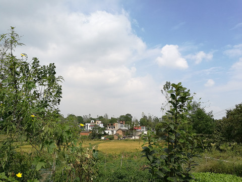 老家稻田风景