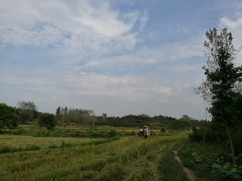 乡村收割水稻的田野