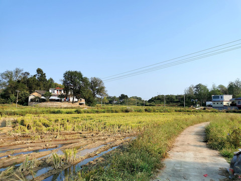 乡村收割水稻的田野