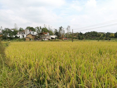 乡村收割水稻的田野