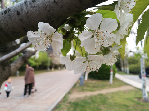 公园的樱花