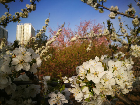 公园的樱花