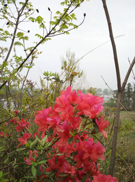 雨中杜鹃花