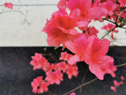 雨中杜鹃花