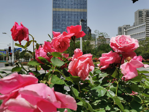 郑州市花月季