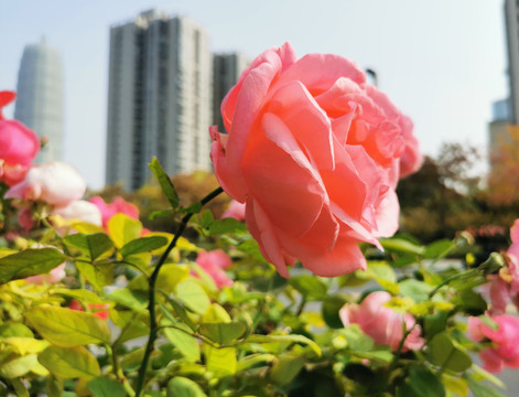 郑州市花月季