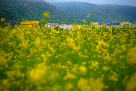 油菜花田